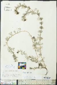 Myriophyllum spicatum image