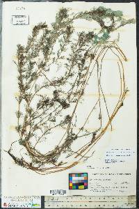 Myriophyllum spicatum image