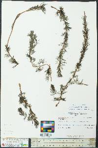 Myriophyllum spicatum image