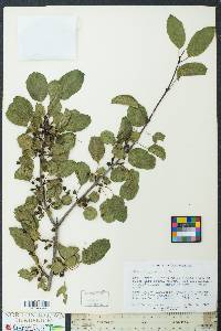 Rhamnus cathartica image