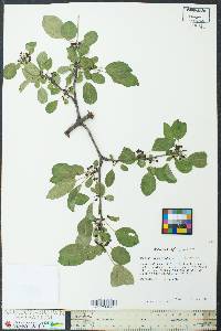 Rhamnus cathartica image