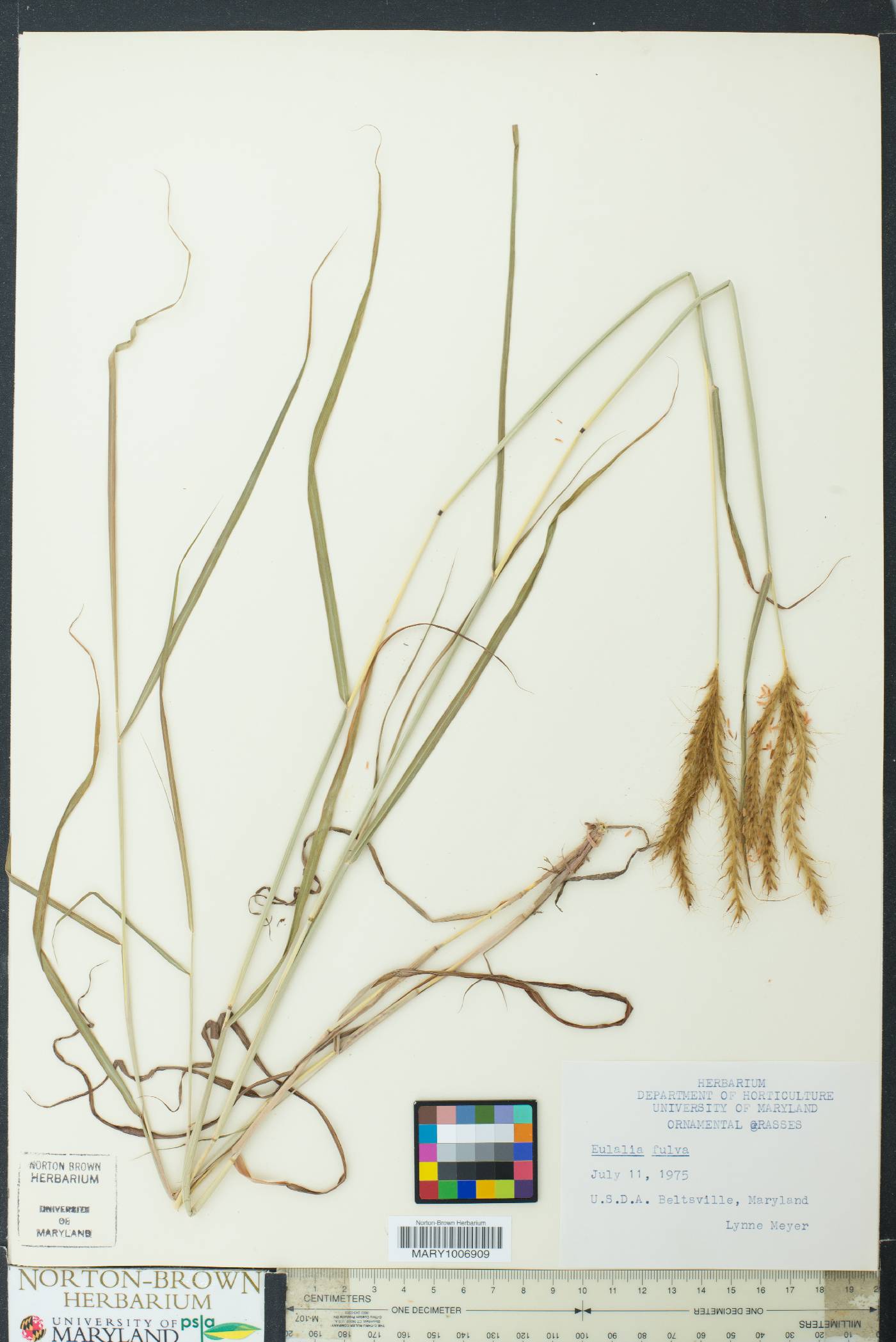 Eulalia fulva image