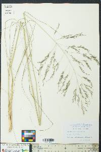 Eragrostis lehmanniana image