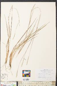 Schizachyrium scoparium var. scoparium image