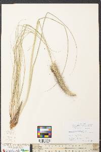 Pennisetum alopecuroides image