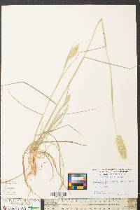 Phalaris caerulescens image