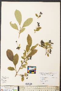 Symplocos paniculata image