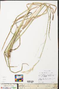 Glyceria septentrionalis image