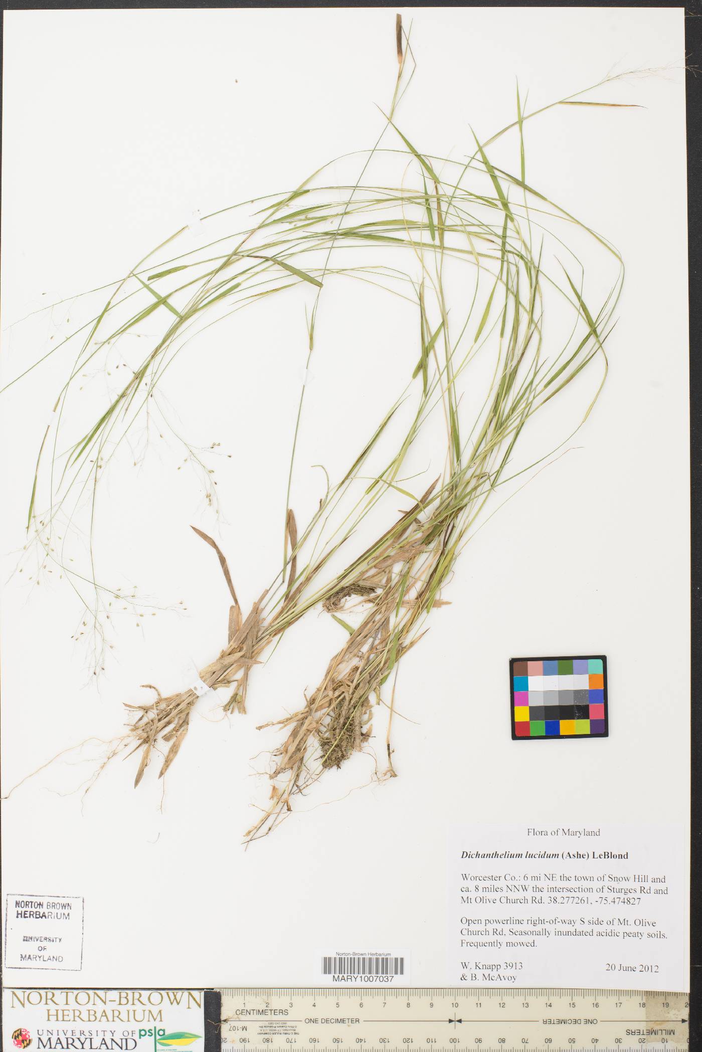 Dichanthelium lucidum image