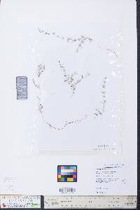 Chara globularis image