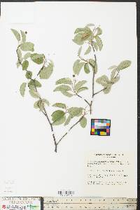 Amelanchier canadensis image