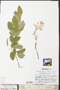 Amelanchier canadensis image