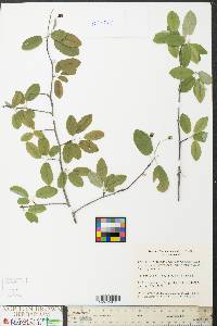 Amelanchier canadensis image