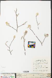 Amelanchier canadensis image