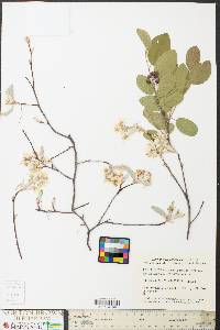 Amelanchier canadensis image