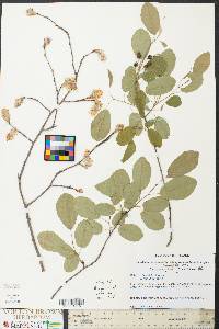 Amelanchier canadensis image