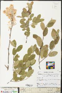 Amelanchier canadensis image