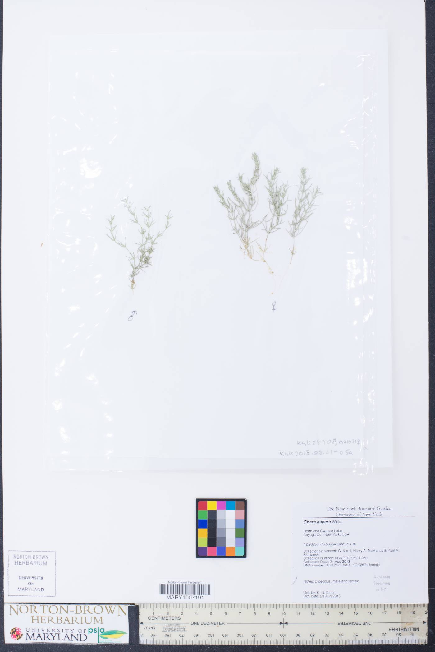 Chara aspera image