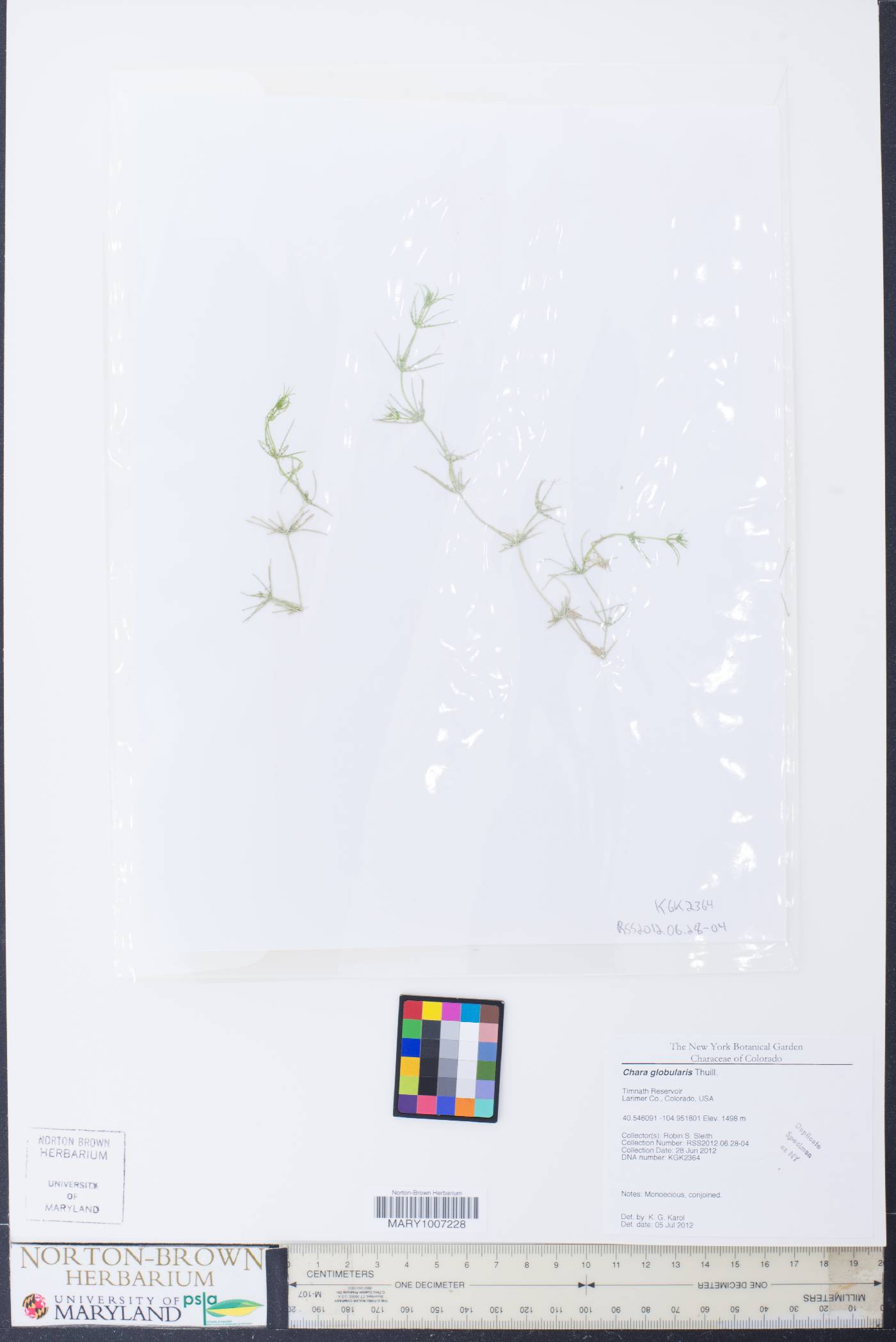 Chara globularis image