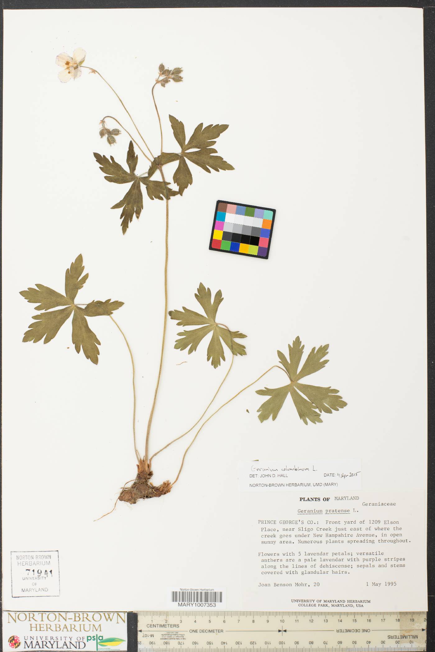 Geranium columbinum image