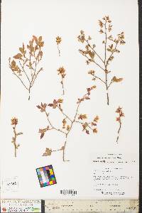 Vaccinium vacillans image