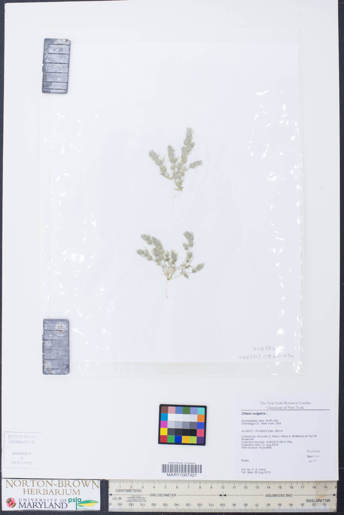Chara vulgaris image