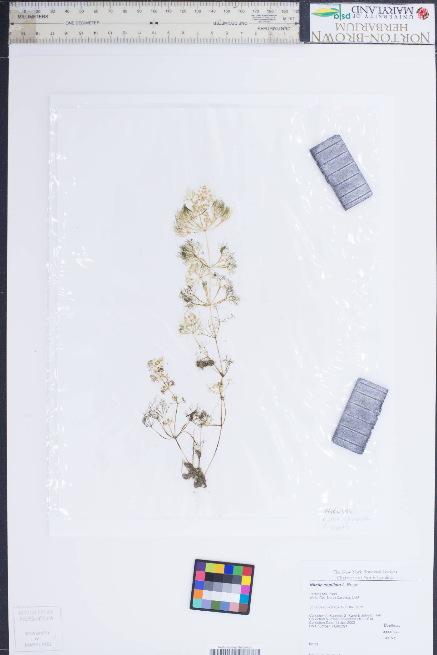 Nitella capillata image