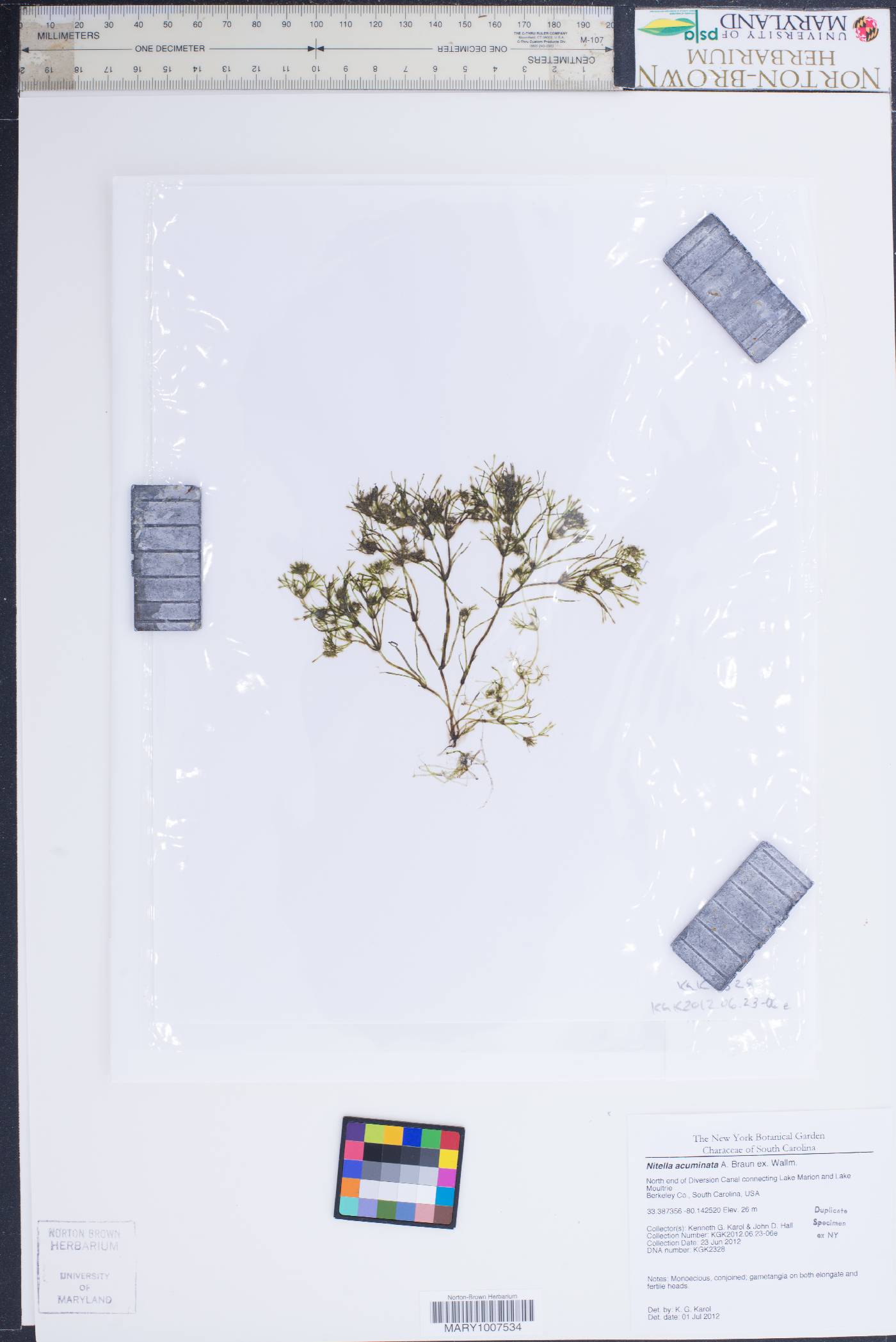 Nitella acuminata image
