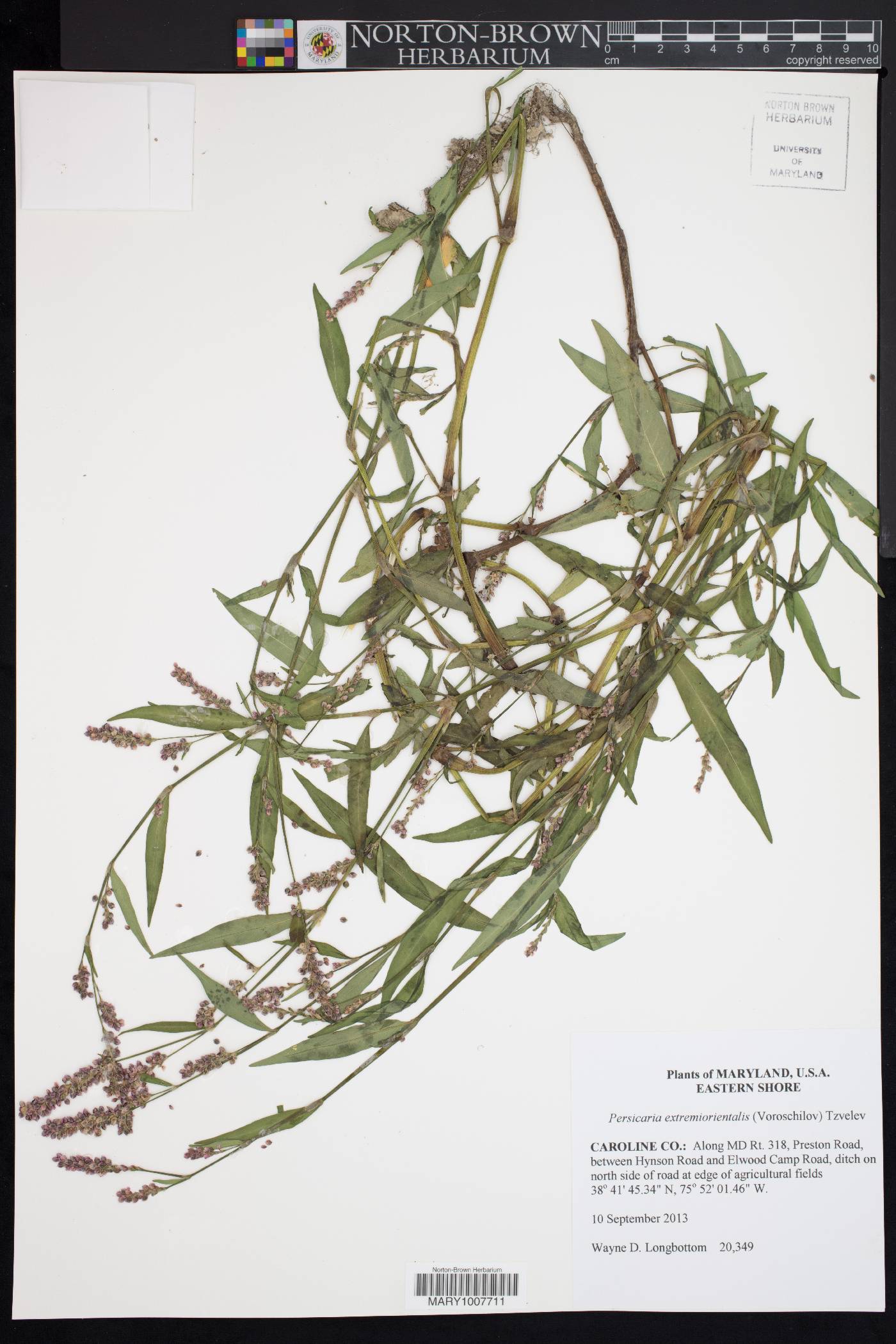 Persicaria extremiorientalis image