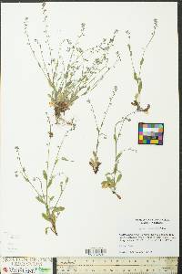 Myosotis ramosissima image