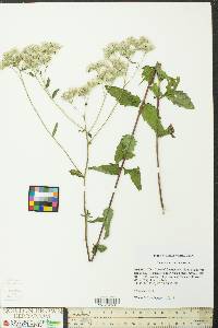 Eupatorium pilosum image