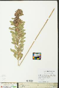 Lespedeza capitata image