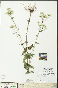 Eupatorium pilosum image