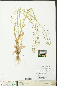 Thlaspi alliaceum image