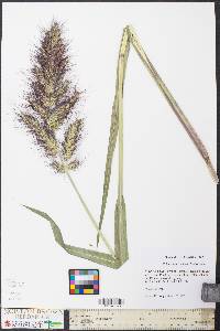 Echinochloa walteri image