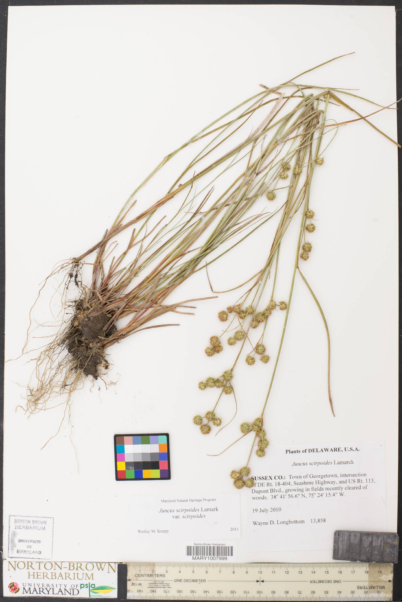 Juncus scirpoides var. scirpoides image
