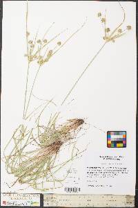 Cyperus retrorsus image