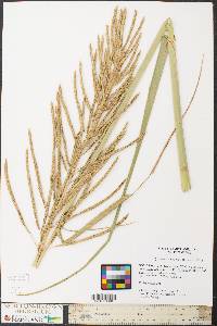 Spartina cynosuroides image