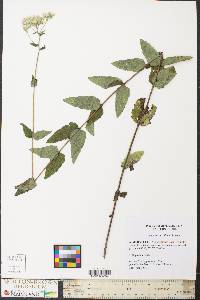 Eupatorium album image