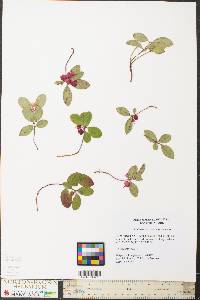 Gaultheria procumbens image