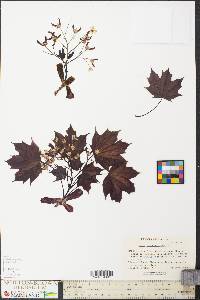 Acer pseudoplatanus image