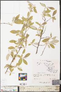 Elaeagnus angustifolia image