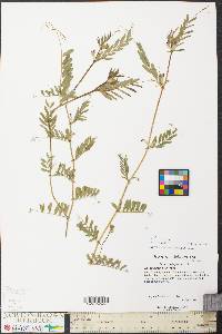 Vicia sativa image