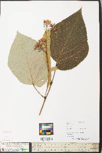 Tilia americana var. heterophylla image