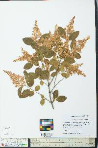 Ligustrum vulgare image