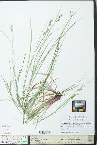 Carex swanii image