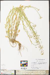 Thlaspi alliaceum image