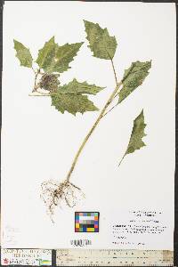 Datura stramonium image