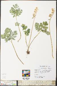 Dicentra cucullaria image