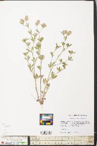 Trifolium arvense image